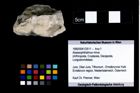 Foto (Objekt + Etikett) von Abyssophthalmus mirus  (NHMW-GEO-1990-0041-2511)